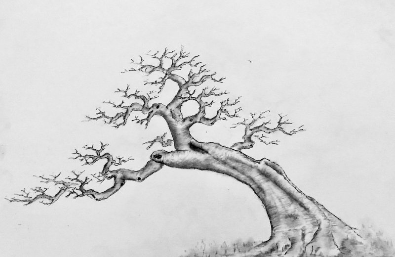 庭院適合養(yǎng)什么花和樹(shù)